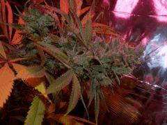 Og chocolate mint (2) (FILEminimizer)