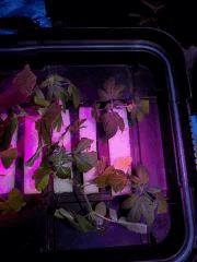 DSCN1668 (FILEminimizer)