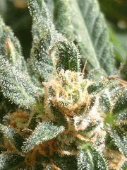 NL x big bud (WOS) flo + 58