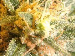 NL x big bud flo (WOS) + 58