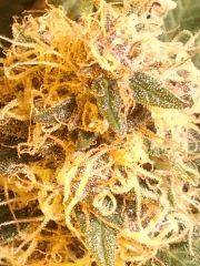 cristal boom (Artisan du bonheur)  violet flo + 58