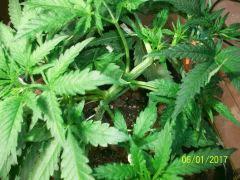 northern light x big bud