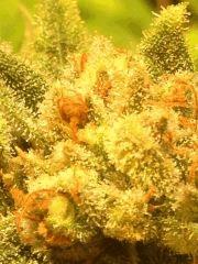 NL x big bud (WOS) flo + 58