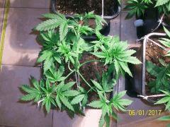 northern light x big bud