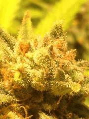 NL x big bud flo (WOS) + 58