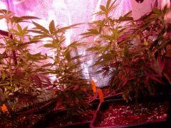 Vue proche des plantes