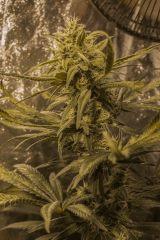 TANGERINE DREAM FLO+48