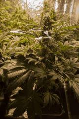 BUBBA KUSH FLO+48