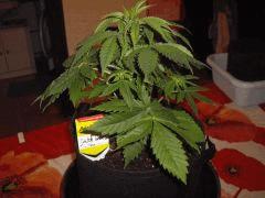 dutch P En 7 Lts