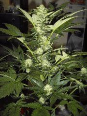 blueberry   2eme essaie