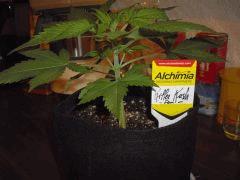 killer kush