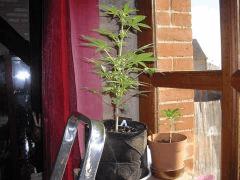 Blue Berry Et La p'tite W.D