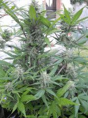 pineapple express (2)