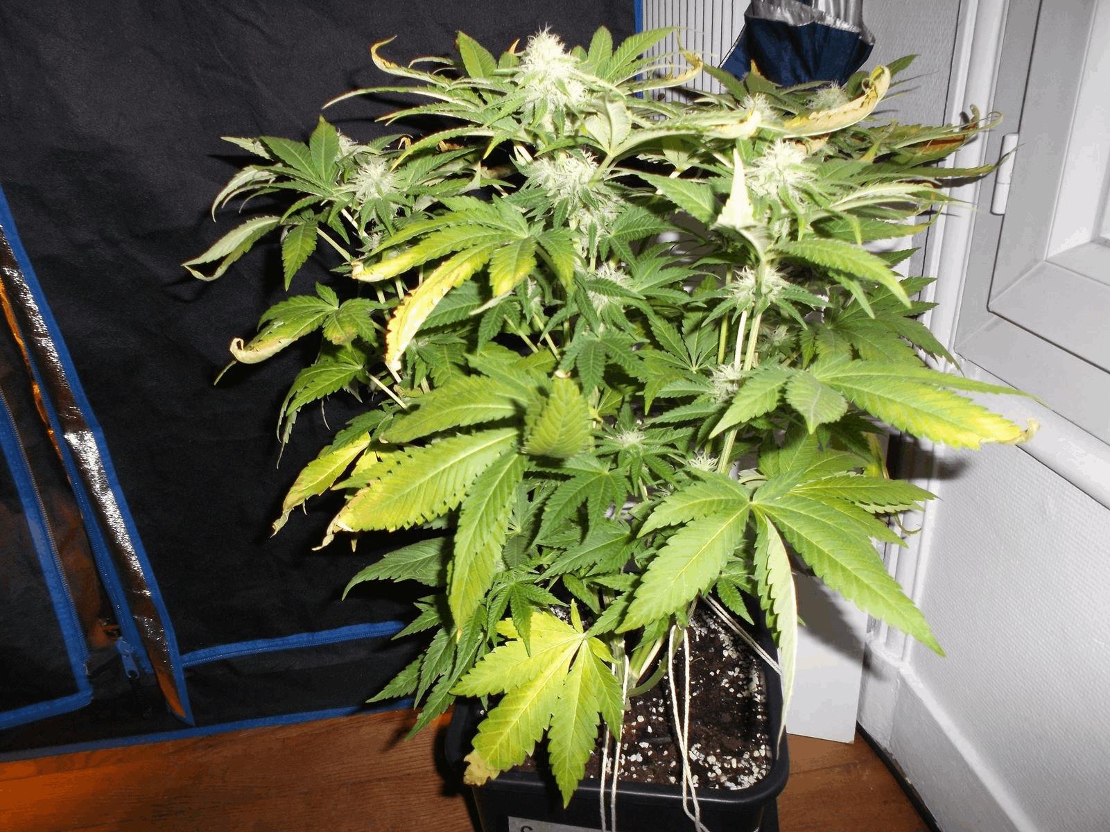 gallery_855765_5360_76893.jpg