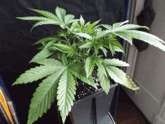 Og kush F 1 (9)