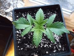 Cro 12 (2)