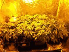 Flo 7 (4)