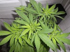 Flo 12 (7)
