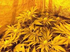 F +34 (7)