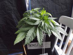 Cro 24 (5)
