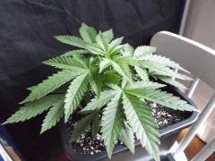Cro 24 (9)