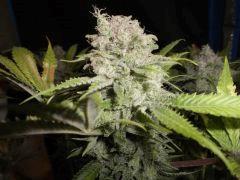 Flo 75 (9) super skunk