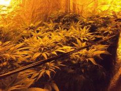 F+ 34 (5)