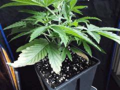 Og kush F 1 (1)