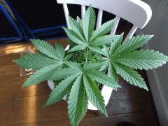 Cro 26 ogkush (3)