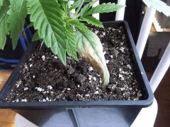 Cro 26 ogkush (5)
