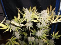 Flo 75 (4) super skunk