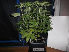 super2 flo+23