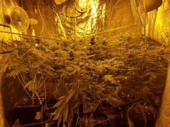 Flo 43 (9)