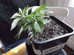 Cro 24 (13)