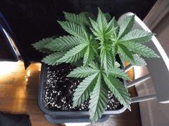 Cro 24 (12)