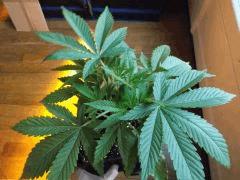 Og kush F 1 (2)