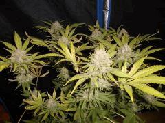 Flo 75 (2) super skunk