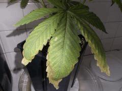 Flo 12 (16)