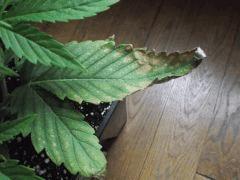 Og kush F 1 (3)