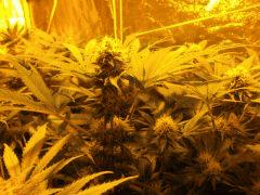F43 Apn (4)