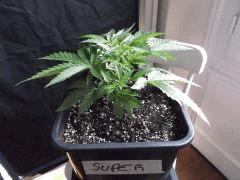 Cro 24 (14)