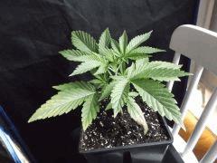 Cro 24 (17)