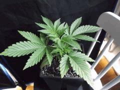 Cro 24 (16) og kush Probleme de  ph surment