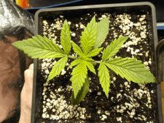 Cro 12 (9)