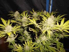 Flo 75 (5) super skunk