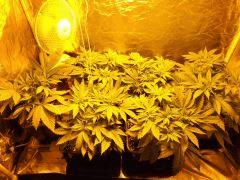 Flo 4 (5)