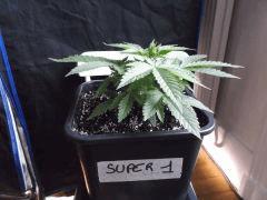 Cro 24 (7)