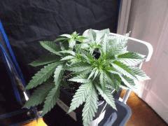 Cro 24 (4)