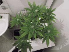 F+30 (7)