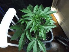 Cro 24 (3)